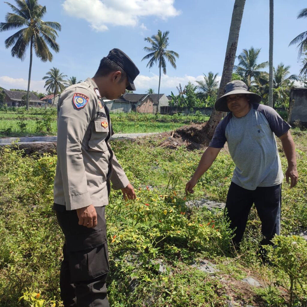Dukung Swasembada Pangan, Bhabinkamtibmas Paokmotong Monitoring Lahan Pekarangan Pangan Bergizi