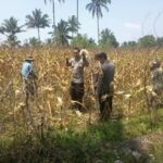 Dukung Ketahanan Pangan, Polsek Montong Gading Cek Lahan Jagung Milik Warga di Pringgajurang Utara