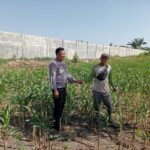 Dukung Ketahanan Pangan Nasional, Bhabinkamtibmas Desa Dalam Cek Langsung Pertumbuhan Jagung Warga