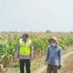 Polri Dukung Astacita, Polsek Grabagan Polresta Tuban Turun Cek Tanaman jagung milik Warga di Desa Grabagan