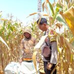 Dukung Ketahanan Pangan Nasional, Bhabinkamtibmas Desa Batu Bangka Sambangi Petani yang Sedang Panen Jagung