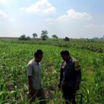 Polsek Grabagan Polresta Tuban Turun Langsung Cek Tanaman Jagung Warga