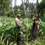 Bhabinkamtibmas Kelayu Selatan Cek Tanaman Jagung, Dorong Petani Dukung Ketahanan Pangan