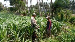 Bhabinkamtibmas Kelayu Selatan Cek Tanaman Jagung, Dorong Petani Dukung Ketahanan Pangan