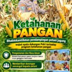 Mendukung Program Ketahanan Pangan, Bhabinkamtibmas Monitoring Pertumbuhan Jagung