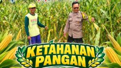 Polisi RW Polsek Senori Polresta Tuban Monitoring Tanaman Jagung Warga Desa Medalem