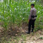 Konsep Dukung Asta Cita Presiden, Bhabinkamtibmas Polsek Tambakboyo Monitoring Lahan Jagung Warga