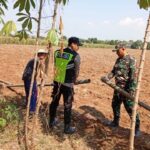 Polri Dukung Astacita, Polsek jenu Polres Tuban Turun Cek Tanaman Jagung Warga di Desa suwalan