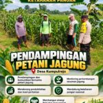 Polsek Parengan Polresta Tuban Pantau Lahan Jagung Warga Desa Kumpulrejo Dukung Program Astacita