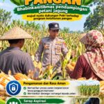 Mendukung Program Ketahanan Pangan, Bhabinkamtibmas Monitoring Pertumbuhan Jagung