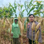 Dukung Asta Cita Presiden, Bhabinkamtibmas Polsek Tambakboyo Monitoring Lahan Jagung Siap Panen