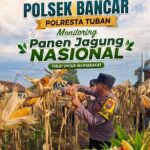 Dukung Ketahanan Pangan Nasional, Bripda Dodi Eko Lakukan Pendampingan Panen Jagung Warga di Desa Sukoharjo