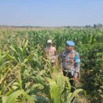 Dukung Astacita Presiden, Polsek Kenduruan Polresta Tuban Kawal Ketahanan Pangan Melalui Pendampingan Petani Jagung .