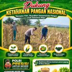 TURUN KE LAPANGAN, ANGGOTA POLSEK KEREK BANTU PETANI PANEN JAGUNG DI DESA BINAAN
