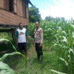 Tinjau Langsung Perkebunan Jagung Warga, Bhabinkamtibmas Desa Ngeru Dorong Optimalisasi P2L demi Ketahanan Pangan