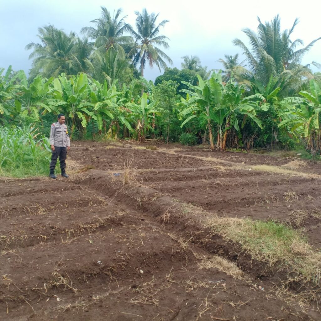 Bhabinkamtibmas Dara Kunci Cek Tanaman Jagung, Dukung Program Ketahanan Pangan