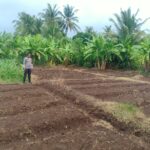 Bhabinkamtibmas Dara Kunci Cek Tanaman Jagung, Dukung Program Ketahanan Pangan