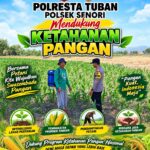 Dukung Ketahanan Pangan Bhabinkamtibmas Polsek Senori Polresta Tuban Bantu Pemupukan Tanaman Jagung Milik Petani Desa Wanglukulon