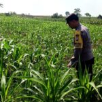 ANGGOTA POLSEK GRABAGAN SAMBANG DESA BINAAN, PANTAU LAHAN JAGUNG DAN MEMASTIKAN SISTEM IRIGASI MASIH LANCAR