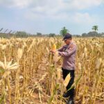 Polri Dukung Astacita, Polsek jenu Polres Tuban Turun Cek Tanaman Jagung Warga di Desa Wadung