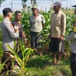 Dukung Astacita, Polsek Jatirogo Polresta Tuban Pantau Langsung Lahan Jagung milik warga Desa Ketodan