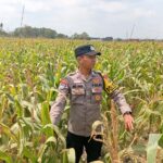 Dukung Astacita Presiden RI, Kanit Binmas Polsek Kenduruan Polresta Tuban Turun Langsung Mengecek Perkembangan Tanaman Jagung Petani