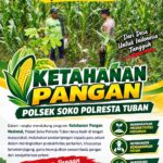 Dukung Ketahanan Pangan, Polsek Bangilan Monitoring Tanaman Jagung