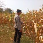 Polri Dukung Astacita, Polsek jenu Polres Tuban Turun Cek Tanaman Jagung Warga di Desa suwalan