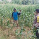 Dukung Asta Cita Presiden, Bhabinkamtibmas Polsek Tambakboyo Monitoring Lahan Jagung Warga