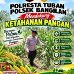 Dukung Program Ketahanan Pangan, Polsek Bangilan Monitoring Pertumbuhan Tanaman Jagung