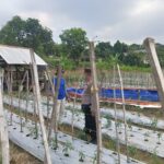 ANGGOTA POLSEK GRABAGAN SAMBANG DESA BINAAN, PANTAU LAHAN JAGUNG DAN MEMASTIKAN SISTEM IRIGASI MASIH LANCAR