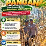 Mendukung Program Ketahanan Pangan, Bhabinkamtibmas Monitoring Pertumbuhan Jagung
