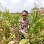 adukung Ketahanan Pangan Nasional, Polisi Polsek Kenduruan Polresta Tuban Cek Perkembangan Tanaman Jagung Milik Petani