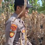 Mendukung Program Ketahanan Pangan, Bhabinkamtibmas Monitoring Pertumbuhan Jagung