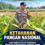 Dukung Ketahanan Pangan Nasional, Polsek Kenduruan Polresta Tuban Pantau Perkembangan Tanaman Jagung Milik Petani