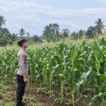 Dukung Swasembada Pangan, Bhabinkamtibmas Polsek Tambakboyo Monitoring Pertumbuhan Jagung