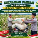 Mendukung Asta Cita Presiden bhabinkamtibmas Polsek Montong Polresta Tuban Pantau Kodisi Tanaman Jagung Milik Warga Desa pakel