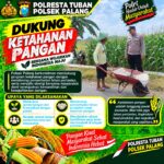 Dukung Astacita, Polsek Palang Polresta Tuban Pantau Langsung Lahan Jagung milik warga Desa Dawung