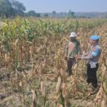 Dukung Astacita Presiden RI, Polsek Kenduruan Polresta Tuban Pantau Perkembangan Tanaman Jagung Milik Petani .