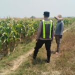 Polri Dukung Astacita, Polsek jenu Polres Tuban Turun Cek Tanaman Jagung Warga di Desa suwalan