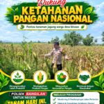 Polsek Plumpang Polresta Tuban Turun Langsung Cek Tanaman Jagung Warga