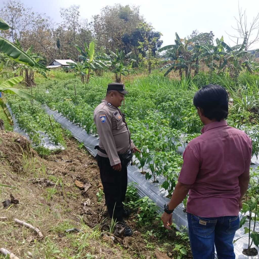 ANGGOTA POLSEK GRABAGAN SAMBANG DESA BINAAN, PANTAU LAHAN JAGUNG DAN MEMASTIKAN SISTEM IRIGASI MASIH LANCAR