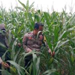 Dukung Astacita Presiden RI, Polsek Kenduruan Polresta Tuban Pantau Perkembangan Tanaman Jagung Milik Petani