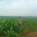 Anggota Polsek Singgahan Polresta Tuban Turun Cek Tanaman jagung Warga di Desa Lajo lor