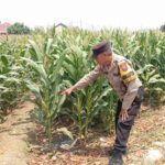 Dukung Astacita, Polsek Jatirogo Cek Langsung Ladang Jagung Warga Desa Bader