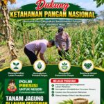 POLSEK KEREK POLRESTA TUBAN DUKUNG PROGRAM KETAHANAN PANGAN MELALUI PENDAMPINGAN PETANI JAGUNG