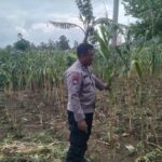 Polri Dukung Astacita, Polsek jenu Polres Tuban Turun Cek Tanaman Jagung Warga di Desa Beji