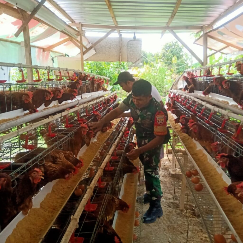 Babinsa Ajak Peternak Jaga Kebersihan, Bidik Peluang Pasar MBG