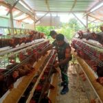 Babinsa Ajak Peternak Jaga Kebersihan, Bidik Peluang Pasar MBG