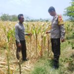 Dukung Ketahanan Pangan Nasional dan Program Asta Cita, Bhabinkamtibmas Desa Pernek Sambangi Warga Panen Jagung dan Dorong Pemanfaatan Pekarangan